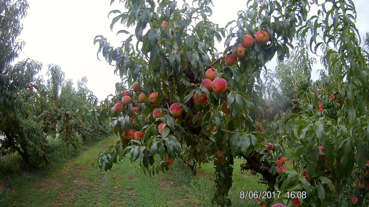 Agriturismo Il Fontanile Valeggio sul Mincio Exterior foto
